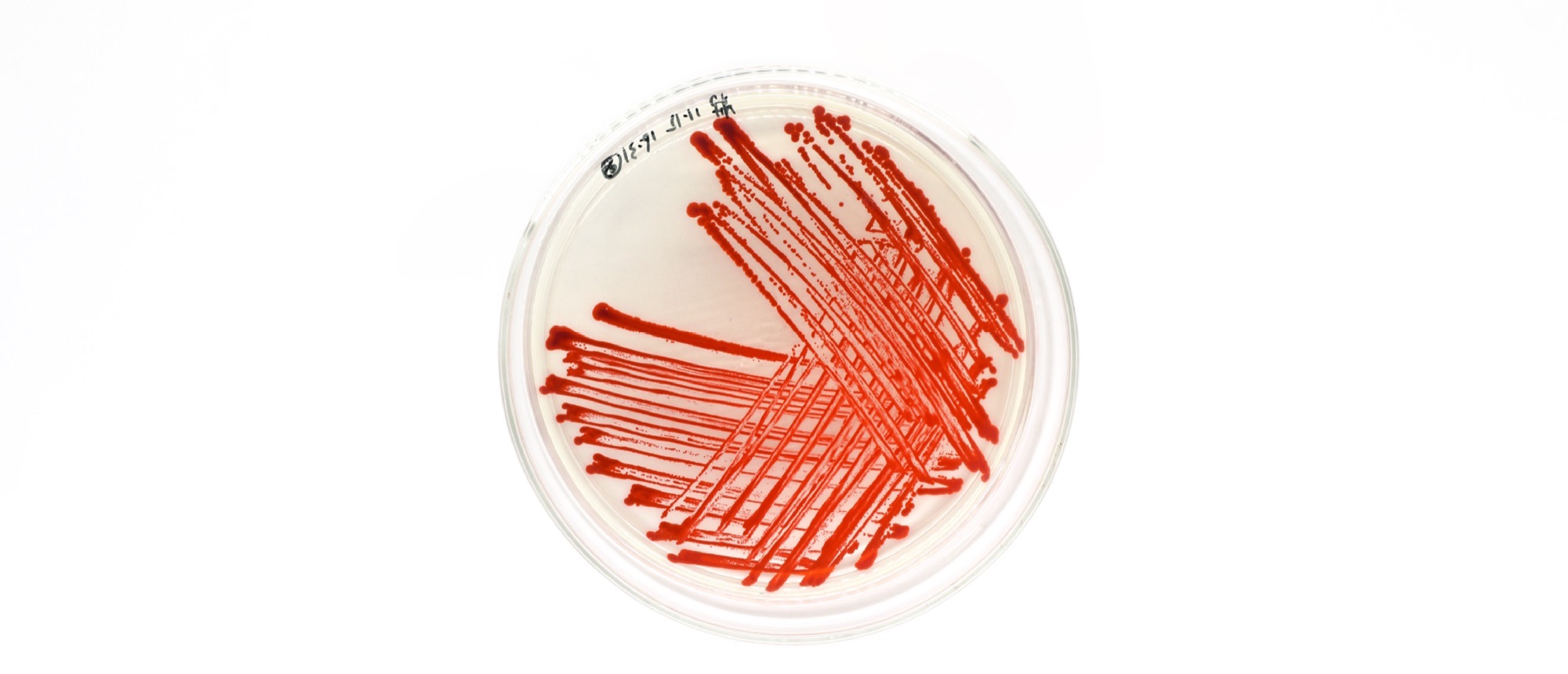A single Petri dish on a white ground, streaked with red Serratia marcescens colonies across pale nutrient agar.