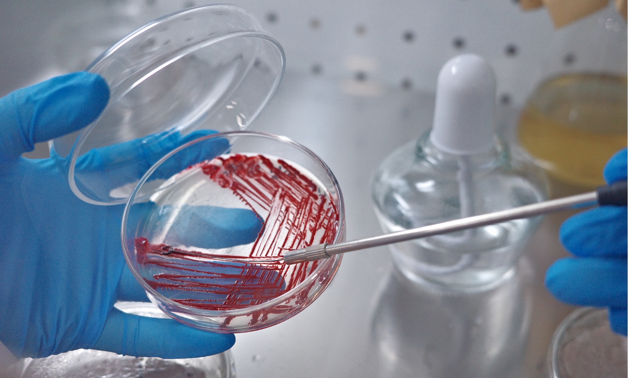 Gloved hands holding an open Petri dish of red Serratia marcescens colonies beside a dropper bottle and an inoculation loop.