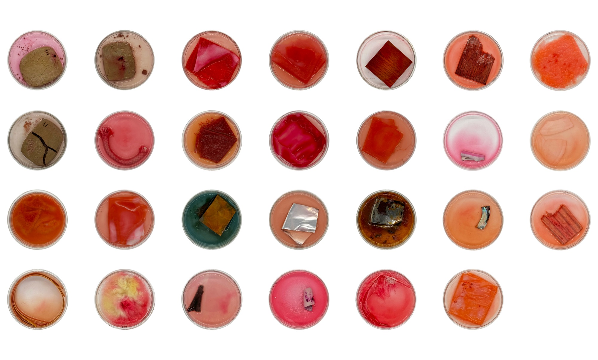 Twenty-seven Petri dishes on a white ground, each holding a different material sample stained across a range of reds and oranges by Serratia marcescens.