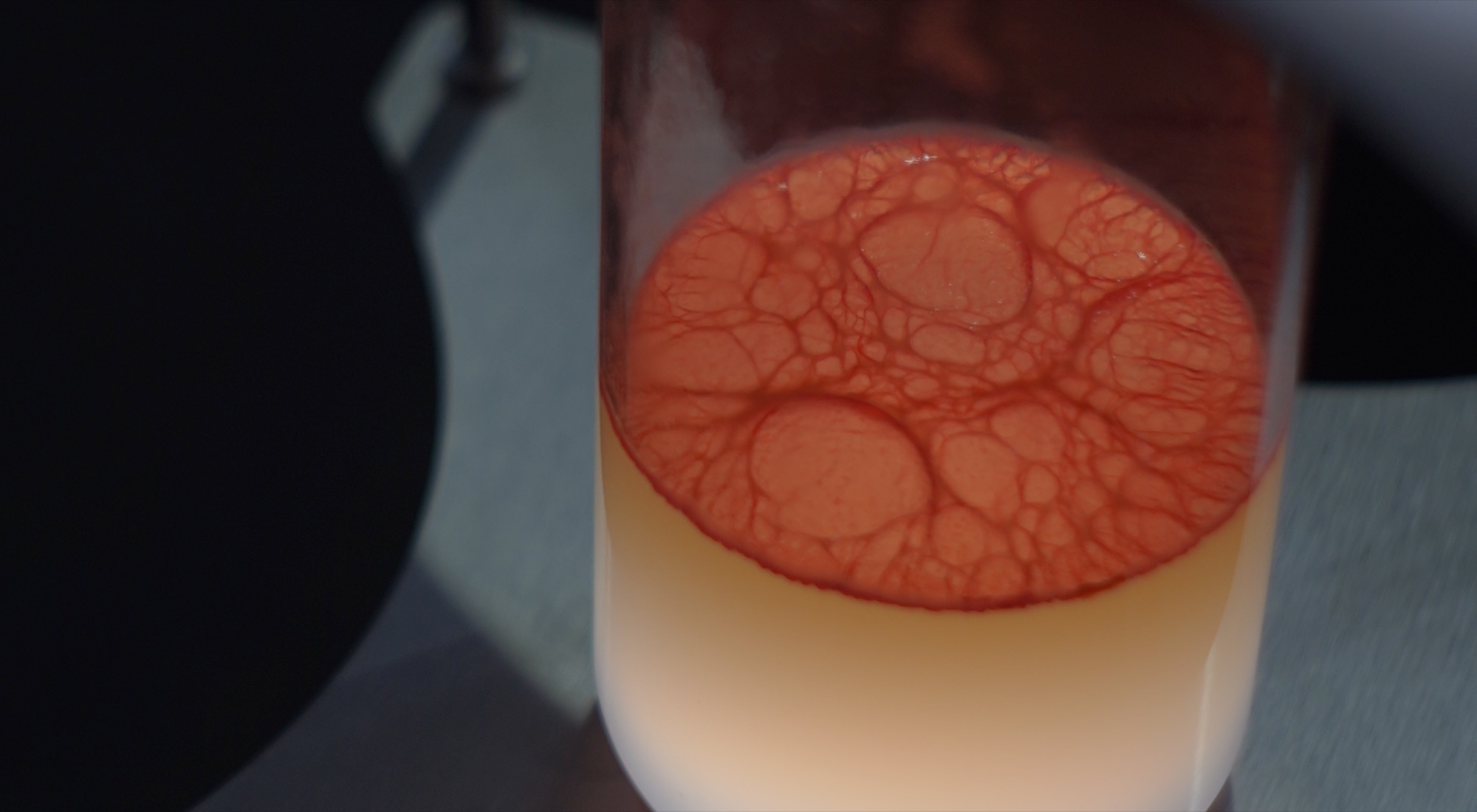 Close view of a glass tube of nutrient medium lit from below, an orange-red prodigiosin film webbed across the surface where the liquid meets the air.