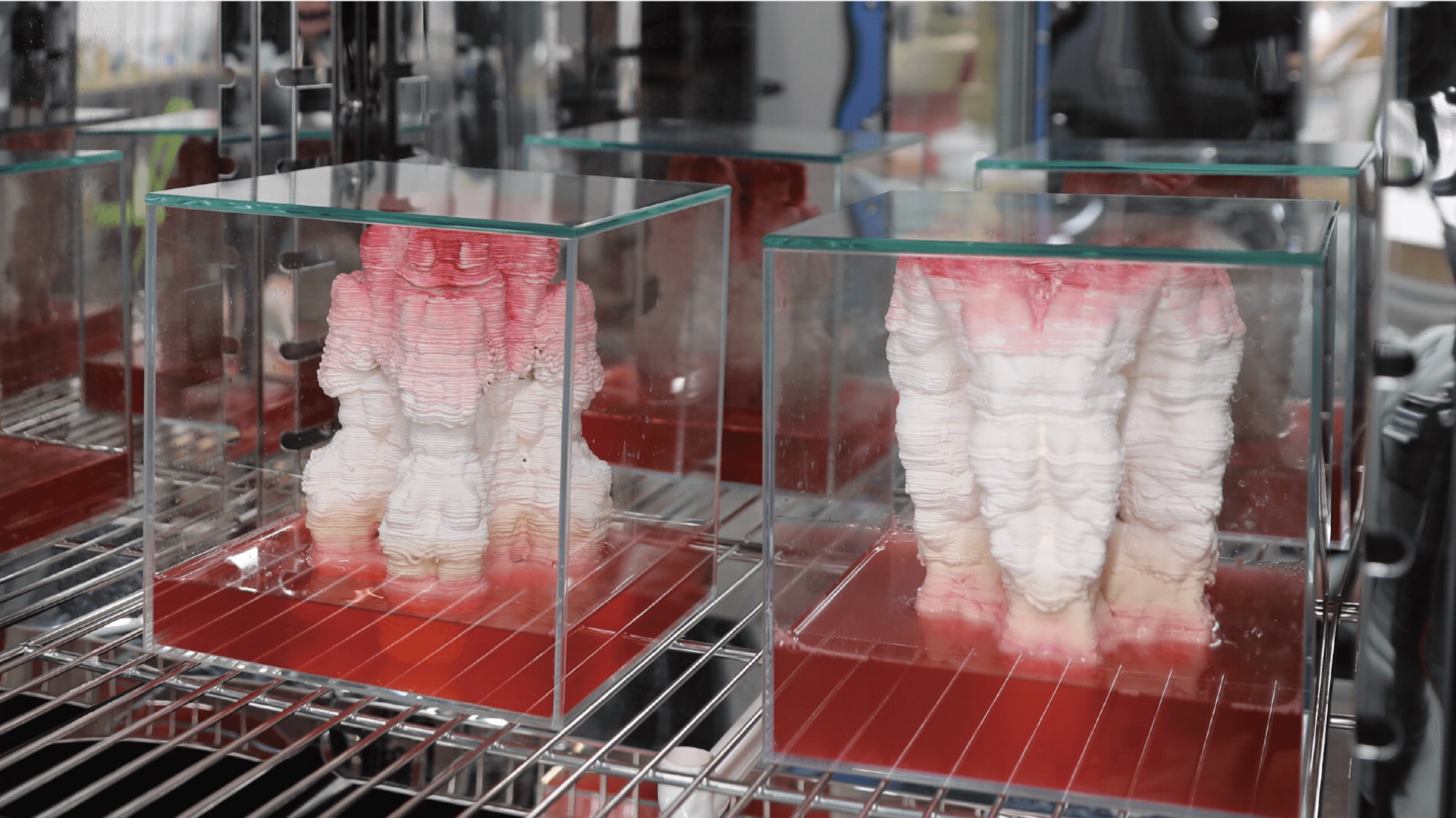 Glass-cube vitrines on wire incubator shelves, each holding a textured ceramic piece standing in shallow red pigment medium, the pieces coloured from white at the base to pink at the top.